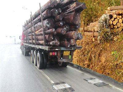 青岛木材运输物流公司